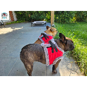 HARNAIS VESTE JULES POUR BOULEDOGUE FRANCAIS MILK AND PEPPER