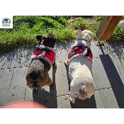 HARNAIS VESTE JULES POUR BOULEDOGUE FRANCAIS MILK AND PEPPER