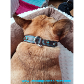 COLLIER HIPPIE CHOCOLAT POUR BOULEDOGUE