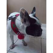 ECHARPE DE NOEL POUR PIRATE