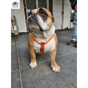 HARNAIS EN H ORANGE BOULEDOGUE ANGLAIS