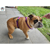 HARNAIS EN H CROIX VIOLET BOULEDOGUE ANGLAIS