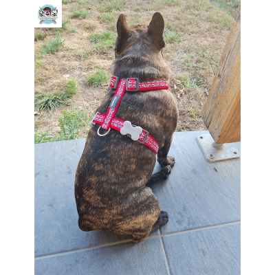 HARNAIS RED DINGO UNION JACK POUR BOULEDOGUE