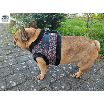 HARNAIS VESTE ASHA POUR BOULEDOGUE FRANCAIS