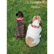 COLLIER A FLEURS BOULEDOGUE