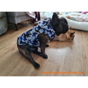 IMPERMEABLE TRICKS POUR BOULEDOGUE