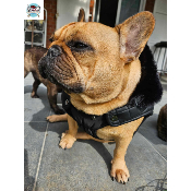 PARKA ADAM MILK AND PEPPER POUR BOULEDOGUE