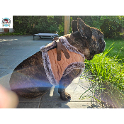 HARNAIS VESTE EDOUARD POUR BOULEDOGUE FRANCAIS MILK AND PEPPER