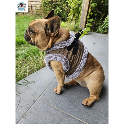 HARNAIS VESTE LOUIS POUR BOULEDOGUE FRANCAIS MILK AND PEPPER