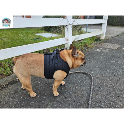 HARNAIS VESTE MUSHER NOIR BOULEDOGUE FRANCAIS
