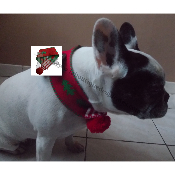 ECHARPE DE NOEL POUR PIRATE