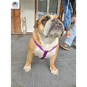 HARNAIS EN H CROIX VIOLET BOULEDOGUE ANGLAIS