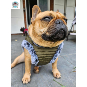 HARNAIS VESTE FELIX MILK AND PEPPER BOULEDOGUE FRANCAIS