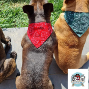 COLLIER BANDANA STAR ROUGE BOULEDOGUE