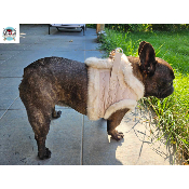HARNAIS VESTE ANIA POUR BOULEDOGUE FRANCAIS MILK AND PEPPER
