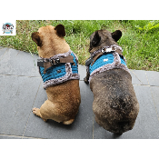HARNAIS VESTE DAMON POUR BOULEDOGUE FRANCAIS MILK AND PEPPER