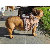 HARNAIS VESTE EDOUARD POUR BOULEDOGUE FRANCAIS MILK AND PEPPER