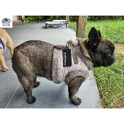 HARNAIS VESTE ENOLA POUR BOULEDOGUE FRANCAIS MILK AND PEPPER