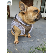 HARNAIS VESTE LOUIS POUR BOULEDOGUE FRANCAIS MILK AND PEPPER
