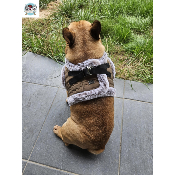 HARNAIS VESTE LOUIS POUR BOULEDOGUE FRANCAIS MILK AND PEPPER