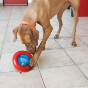 JOUET KONG GYRO POUR CHIEN