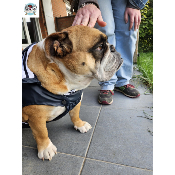 IMPERMEABLE TRIBORD BLEU MARINE SPECIAL BOULEDOGUE