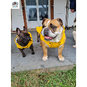 IMPERMEABLE TRIBORD JAUNE BOULEDOGUE FRANCAIS ET ANGLAIS