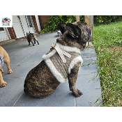 HARNAIS VESTE CLARICE POUR BOULEDOGUE FRANCAIS MILK AND PEPPER