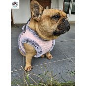 HARNAIS VESTE HERMINE POUR BOULEDOGUE FRANCAIS MILK AND PEPPER