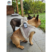 HARNAIS VESTE ANIA POUR BOULEDOGUE FRANCAIS MILK AND PEPPER