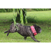 COLLIER RAFRAICHISSANT ROUGE BOULEDOGUE