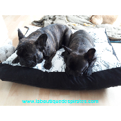 MATELAS CORSAIRE POUR BOULEDOGUE