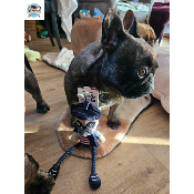 PELUCHE ANTONIN LE TITI PARISIEN