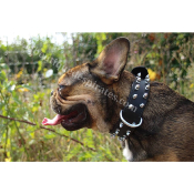 COLLIER ROCK ATTITUDE POUR BOULEDOGUE