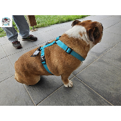 HARNAIS EN H BLEU TURQUOISE BOULEDOGUE ANGLAIS