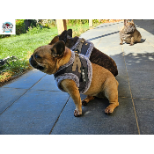 HARNAIS VESTE MILENA POUR BOULEDOGUE FRANCAIS